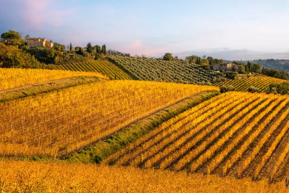 Vignes d'automne et oliveraies sous des fermes en pierre dans les collines du Chianti