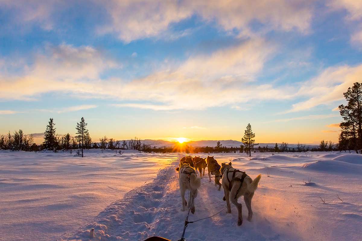 Finland Husky sledding features teams of energetic huskies pulling riders through snowy Lapland landscapes, offering an exhilarating winter adventure and a glimpse into traditional Arctic travel.