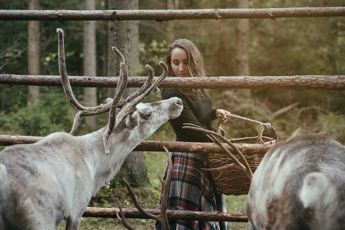 Finland reindeer farms offer visitors the chance to experience Sami culture, interact with reindeer, and learn about their role in Lapland's ecosystem and traditional livelihoods, often including sleigh rides through snowy forests.