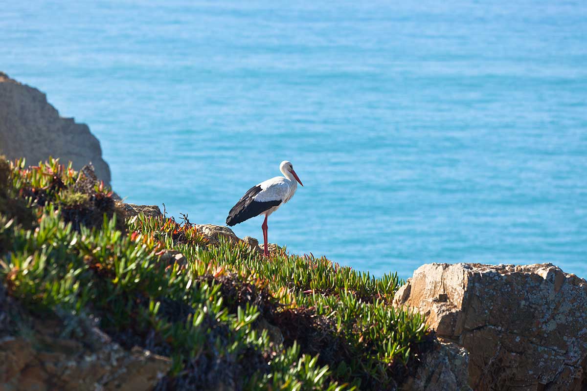 Birdwatching in Costa Vicentina reveals a rich diversity of avifauna, including rare species like Bonelli's eagles and white storks nesting on dramatic cliffs, making it a prime location for observing migratory patterns and coastal birdlife within the Southwest Alentejo and Vicentine Coast Natural Park.