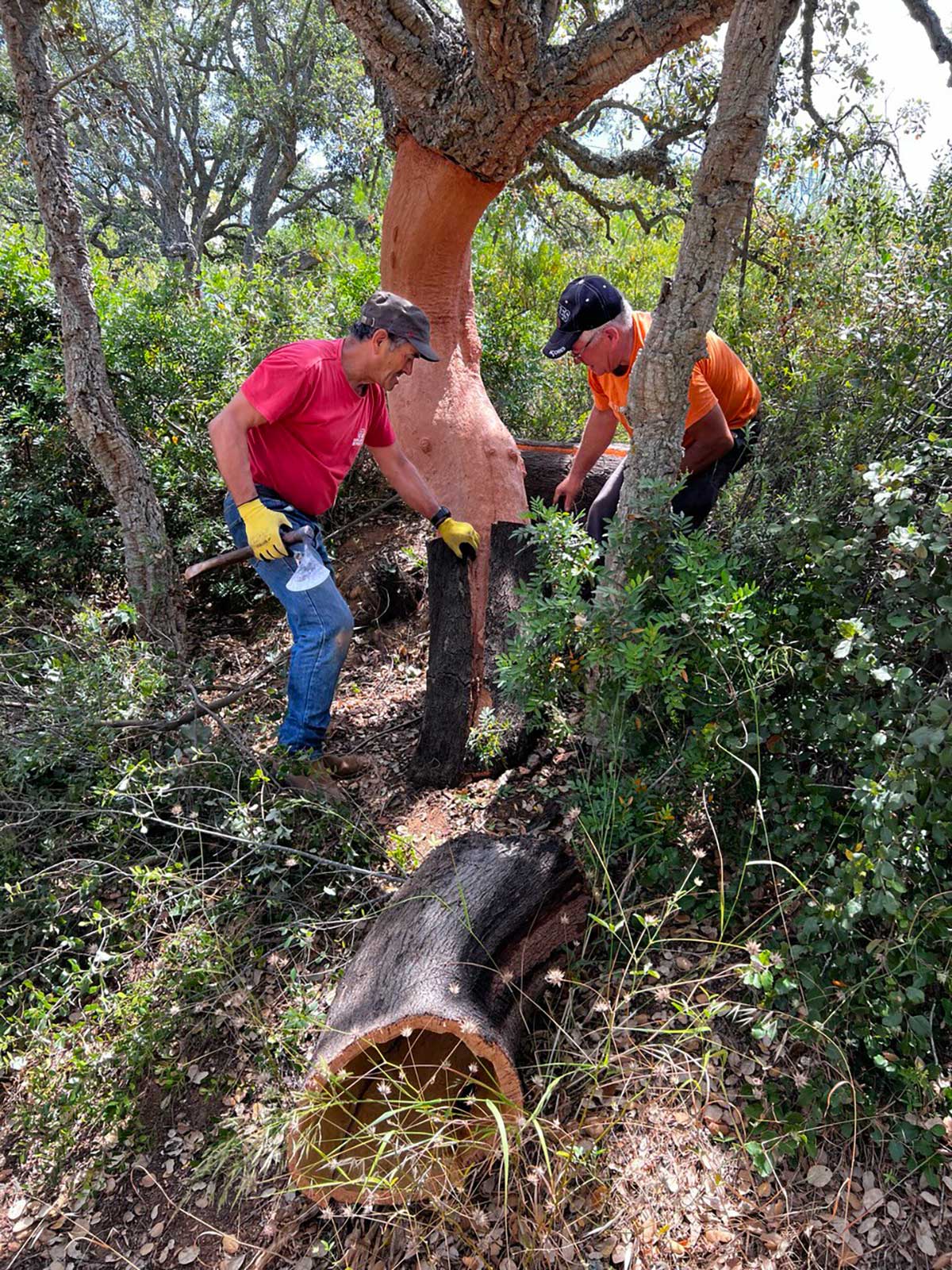 With generations of honed expertise, the "Descortiçador" delicately removes the renewable cork from the resilient Cork Oak, ensuring the longevity of both the tree and the cherished "Montado" landscape.