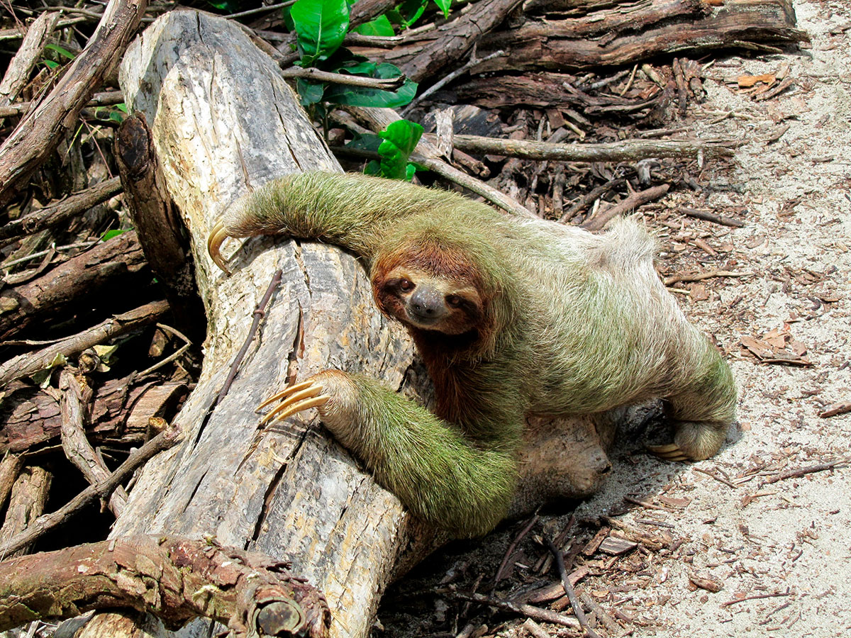 Costa Rica's lush rainforests provide a vital habitat for both two-toed and three-toed sloths, where these arboreal mammals navigate the canopy in slow motion, captivating eco-tourists with their gentle demeanor and unique adaptations.