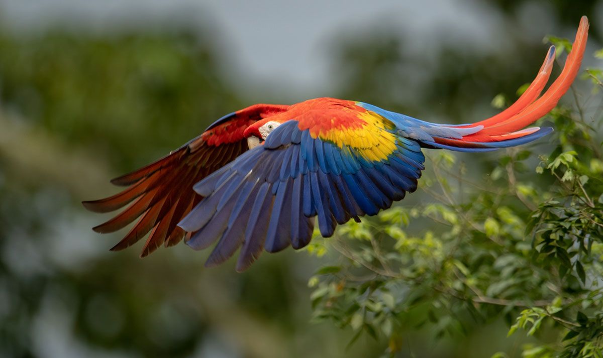 The vibrant Scarlet Macaw, a symbol of Costa Rica's rich biodiversity, graces the country's Pacific and Osa Peninsula regions, captivating birdwatchers with its brilliant plumage and raucous calls amidst the lush tropical rainforest.