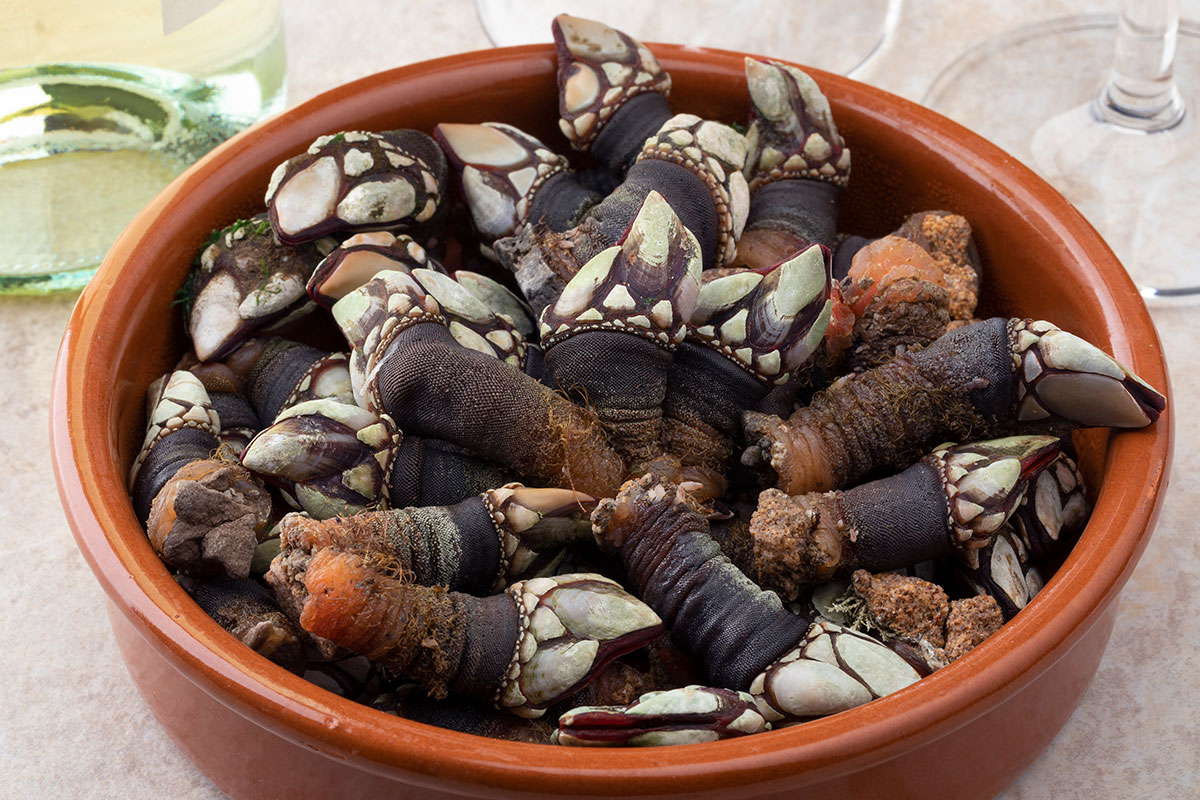 Harvested from rocky coastal areas, barnacles, or "percebes," are a prized seafood delicacy, known for their unique, briny flavor and challenging extraction, making them a sought-after ingredient in gourmet dishes, especially in regions with strong maritime traditions.