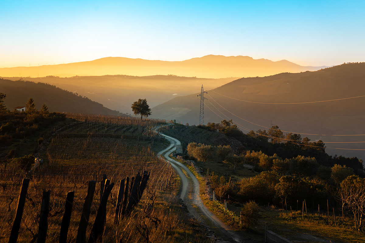 A breathtaking sunset over the Douro River casts a golden glow across the terraced vineyards, painting the valley with vibrant hues and creating a magical ambiance that highlights the region's natural beauty and the tranquility of Portugal's renowned wine country.