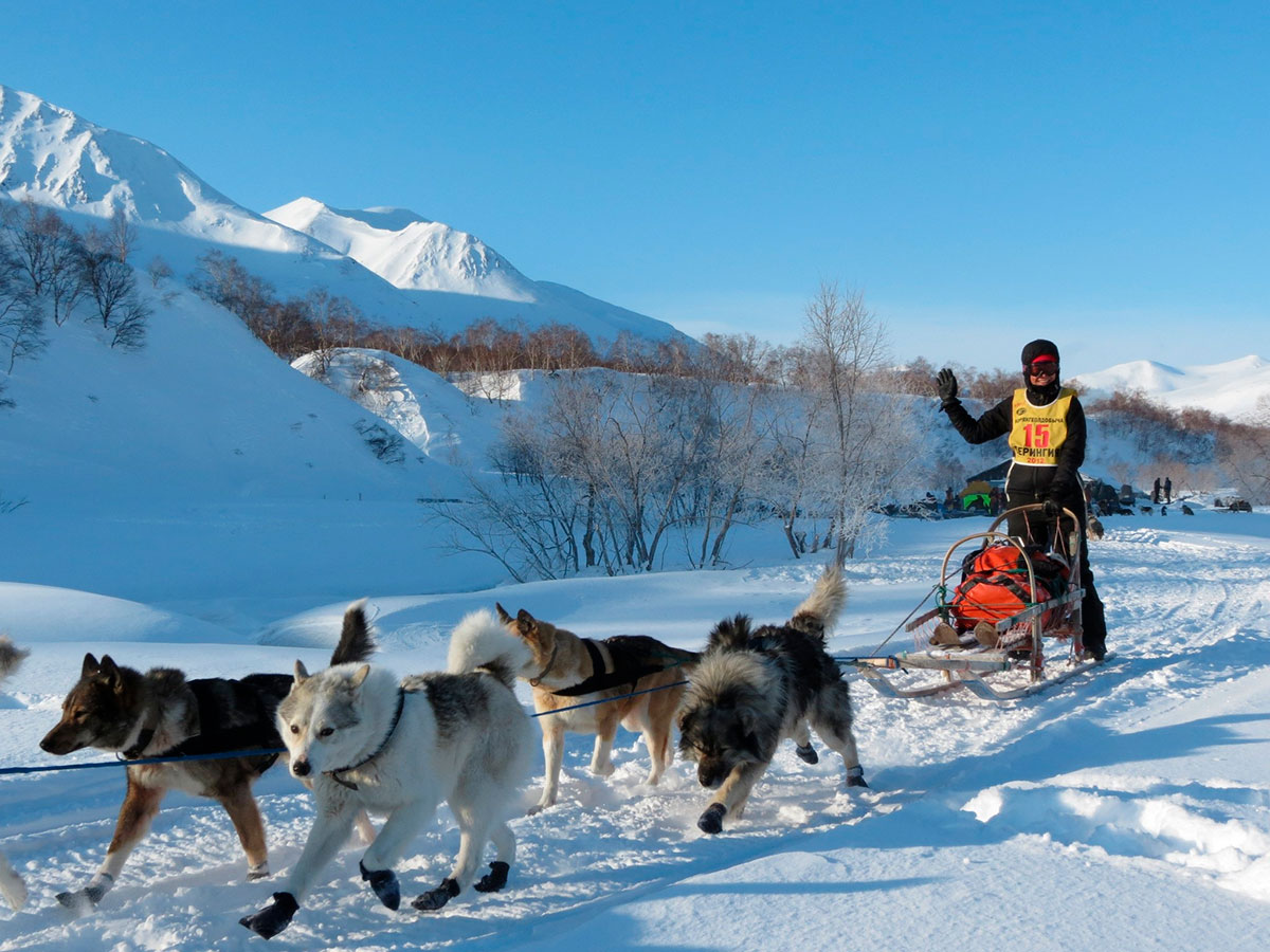 Excited travelers on a husky sledding adventure through a snowy Lapland forest.