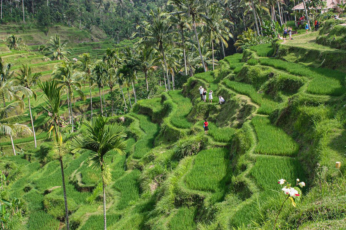 Tegallalang rice terraces with traveler on hiking