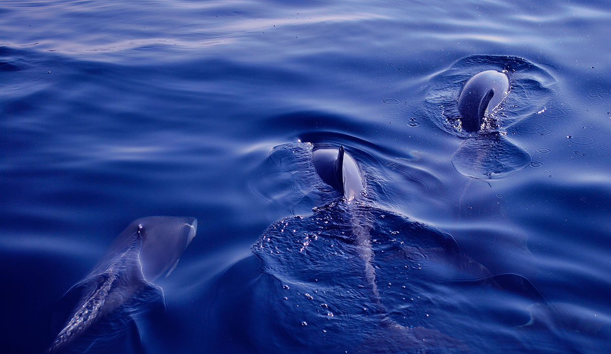 A dolphin jumping near a boat during a whale watching tour in Madeira