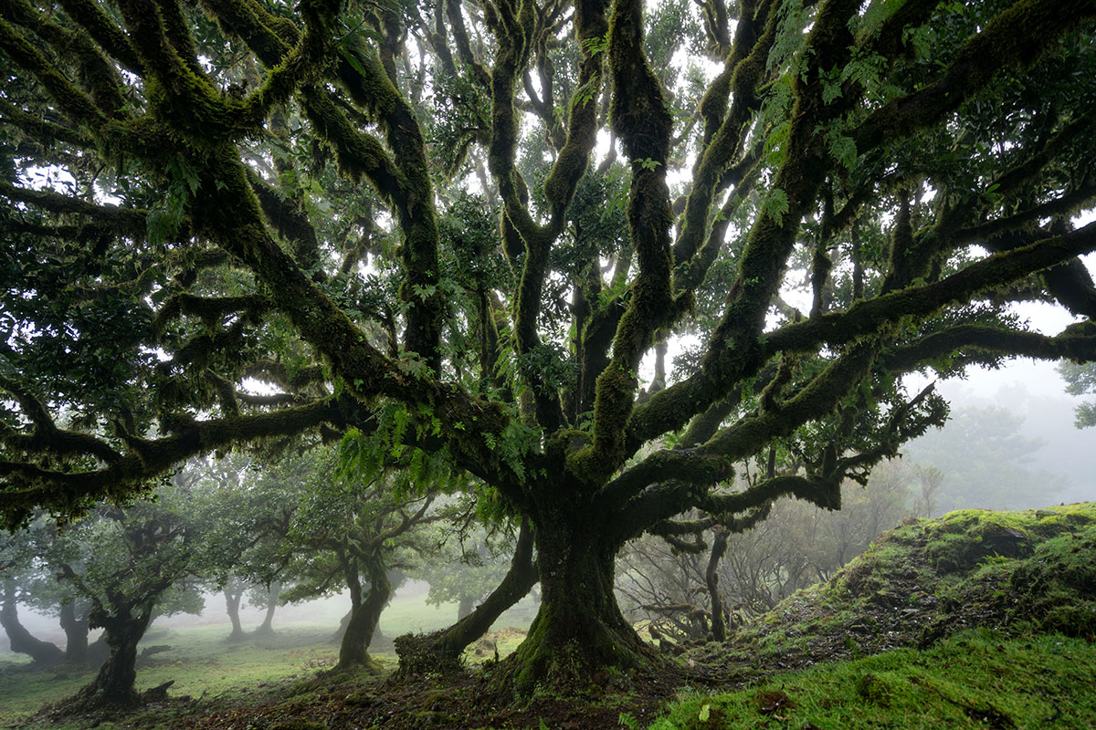 Fog-covered trail in the Laurisilva Forest, surrounded by lush greenery