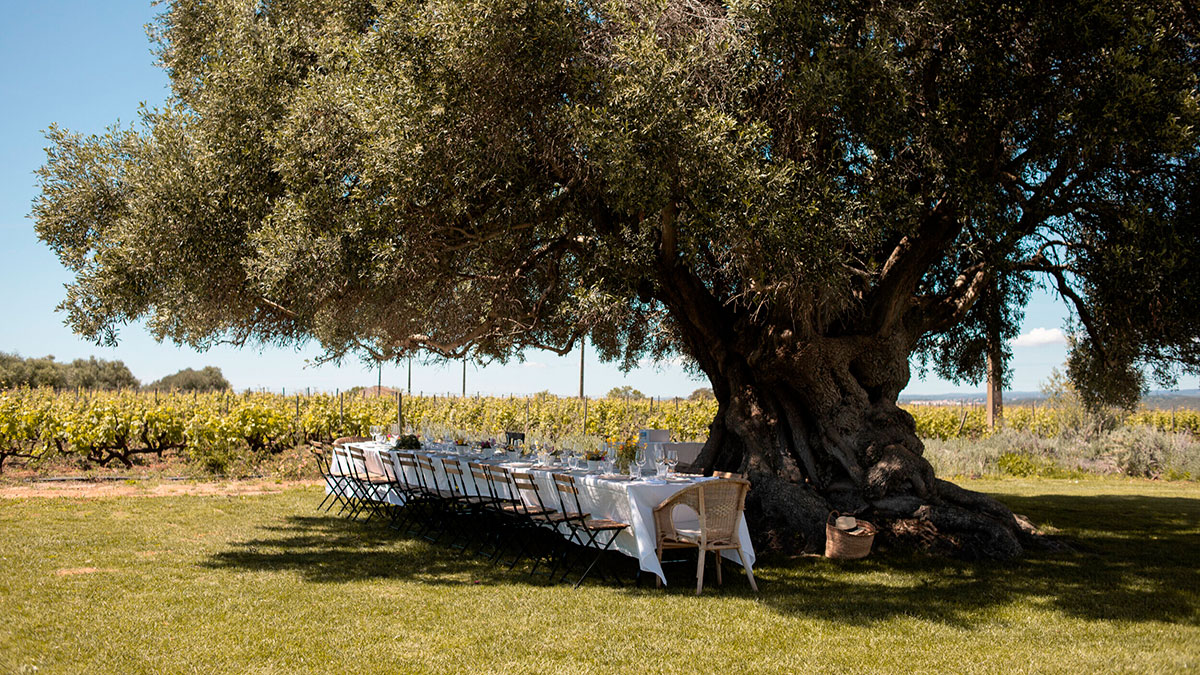 View of Morgado do Quintão vineyards, Algarve, showcasing historic vines and rural landscape.