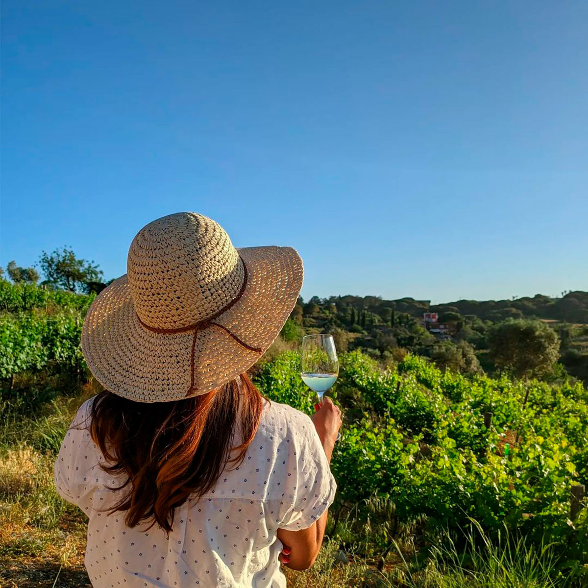 Algarve wine tasting experience, showing vineyards, wine glasses, and scenic views.