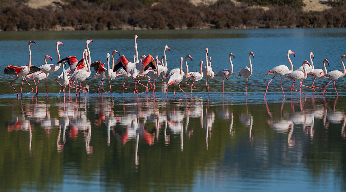 Greater Flamingos wading in the shallow waters of Ria Formosa Natural Park.