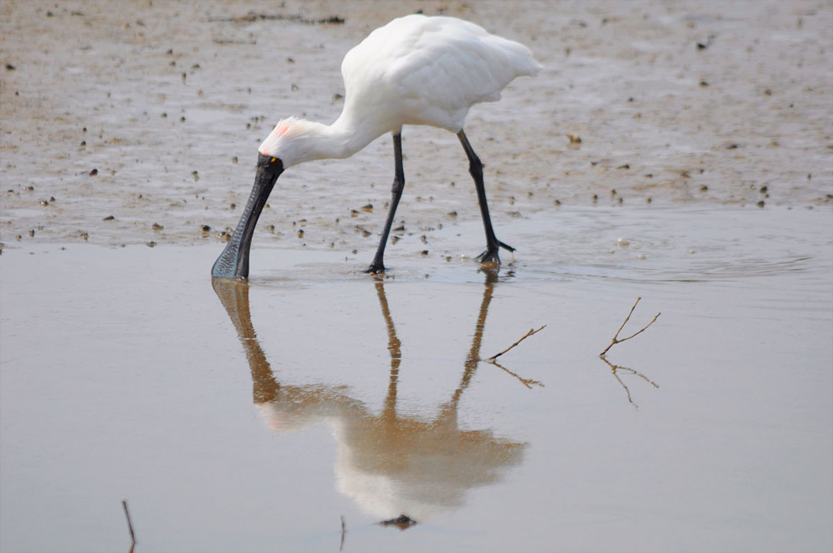 Eurasian Spoonbill foraging in the waters of Lagoa dos Salgados.