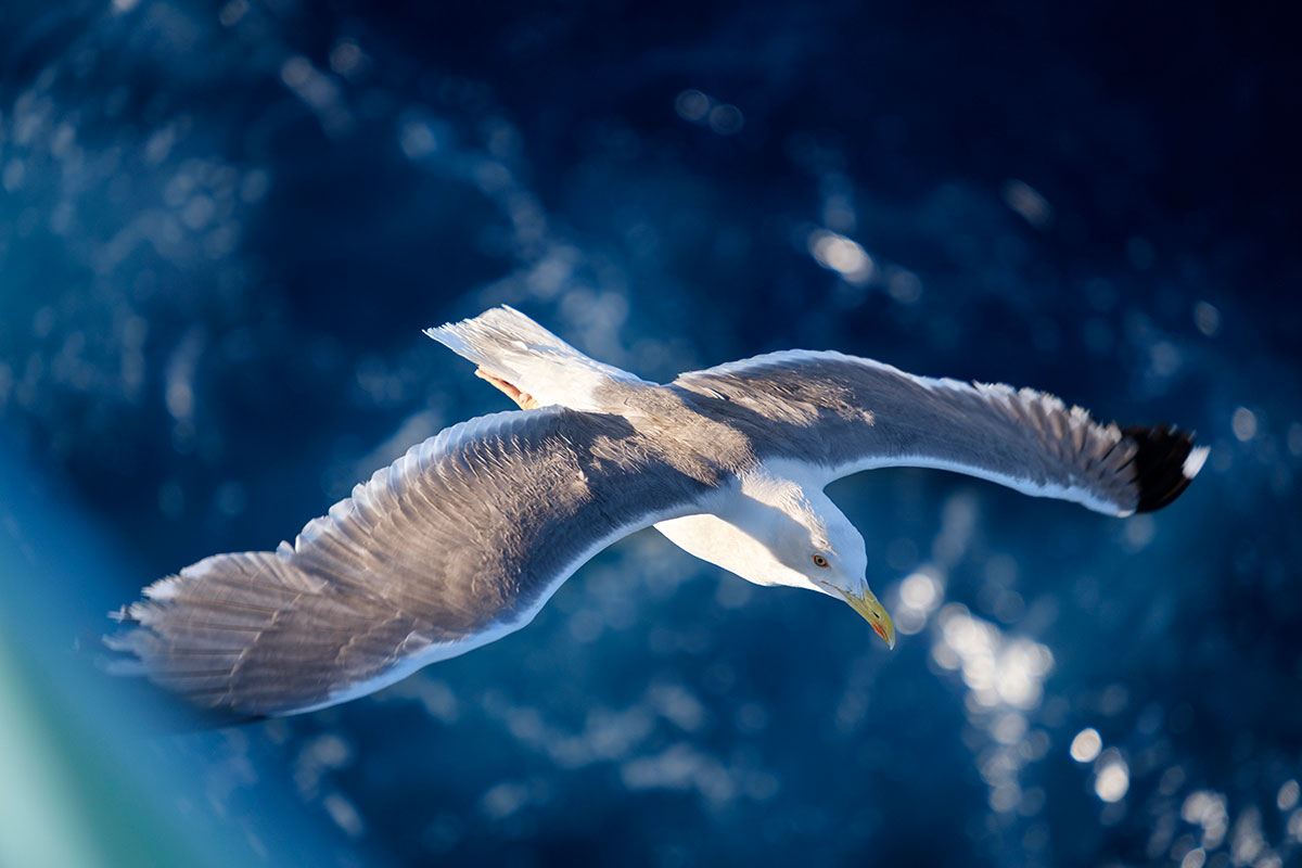 Audouin's Gull soaring above the Ria Formosa Nature Park.