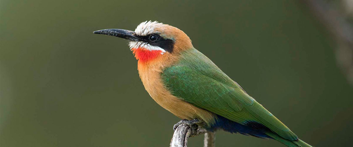 Vibrantly colored European Bee-eater perched on a branch in the Algarve.
