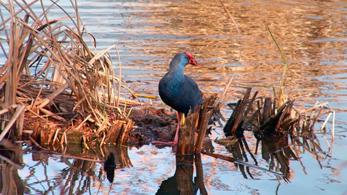 Birdwatchers observing avian species at Ria Formosa Natural Park.