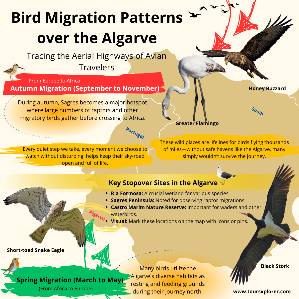 Infographic illustrating the migratory routes of birds over the Algarve region.