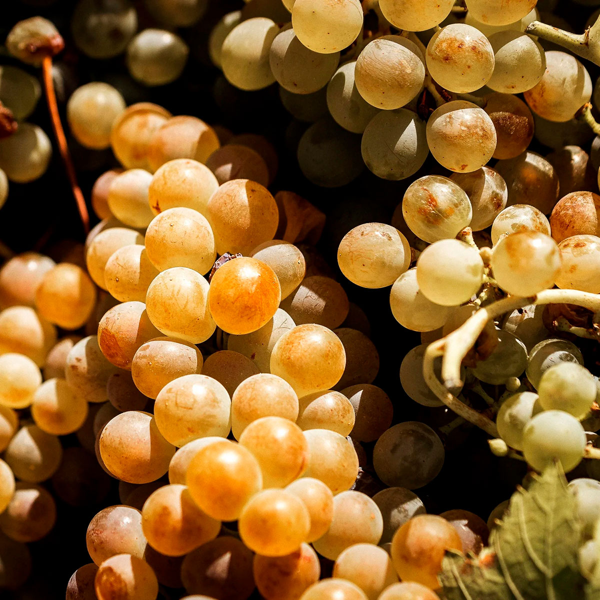 Close-up of a ripe Antão Vaz grape cluster hanging on the vine in Alentejo.