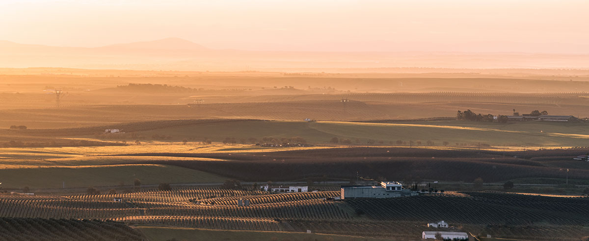 Sunset over rolling vineyards in Alentejo, Portugal, with rows of grapevines stretching into the horizon.