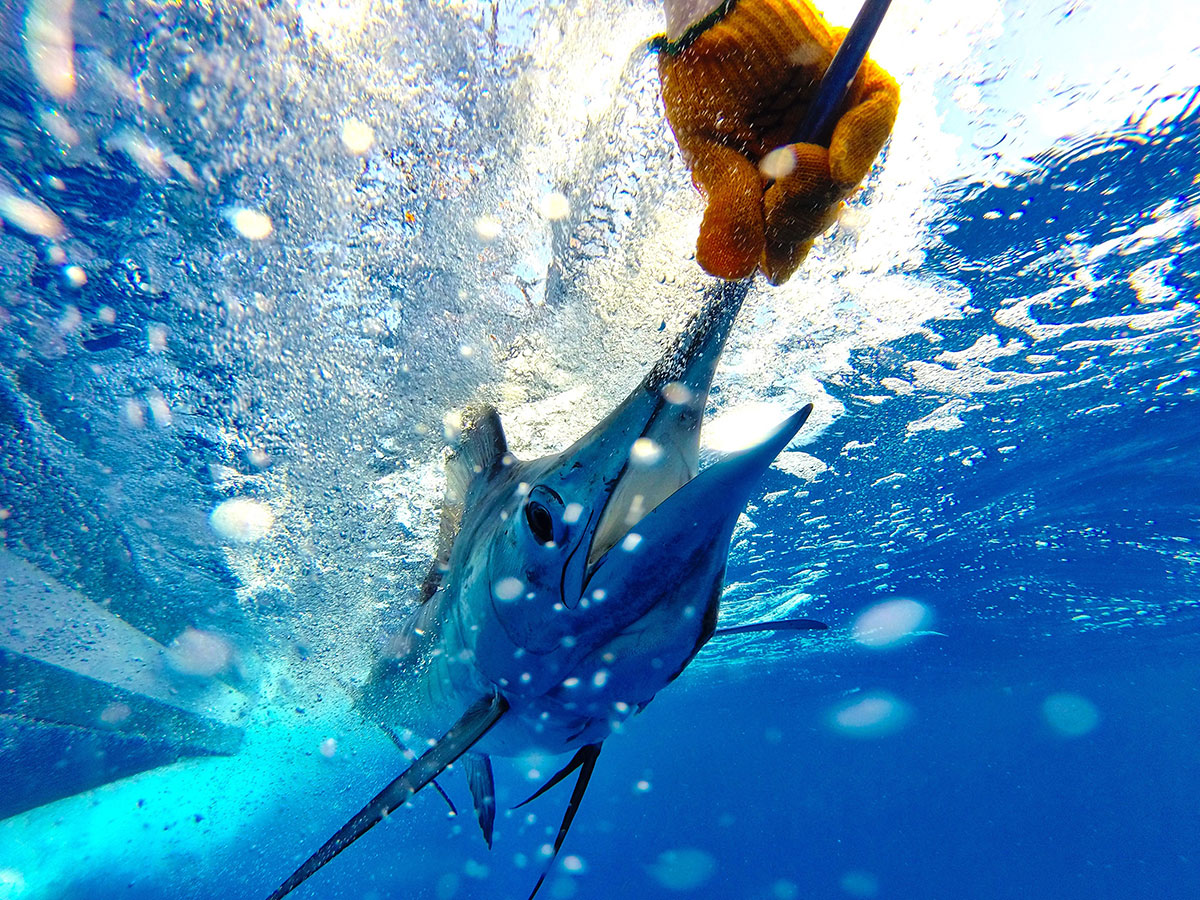 Angler releasing a large Blue Marlin in the Azores.