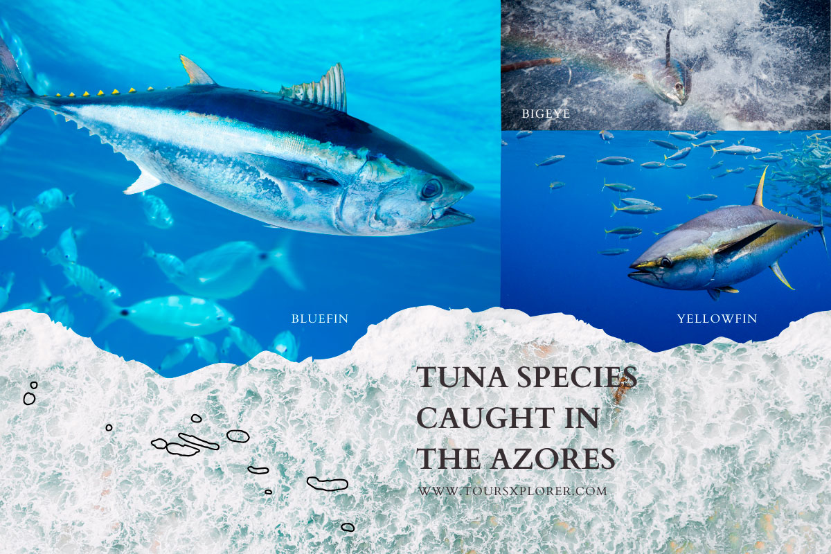 Variety of Tuna species caught in the Azores.