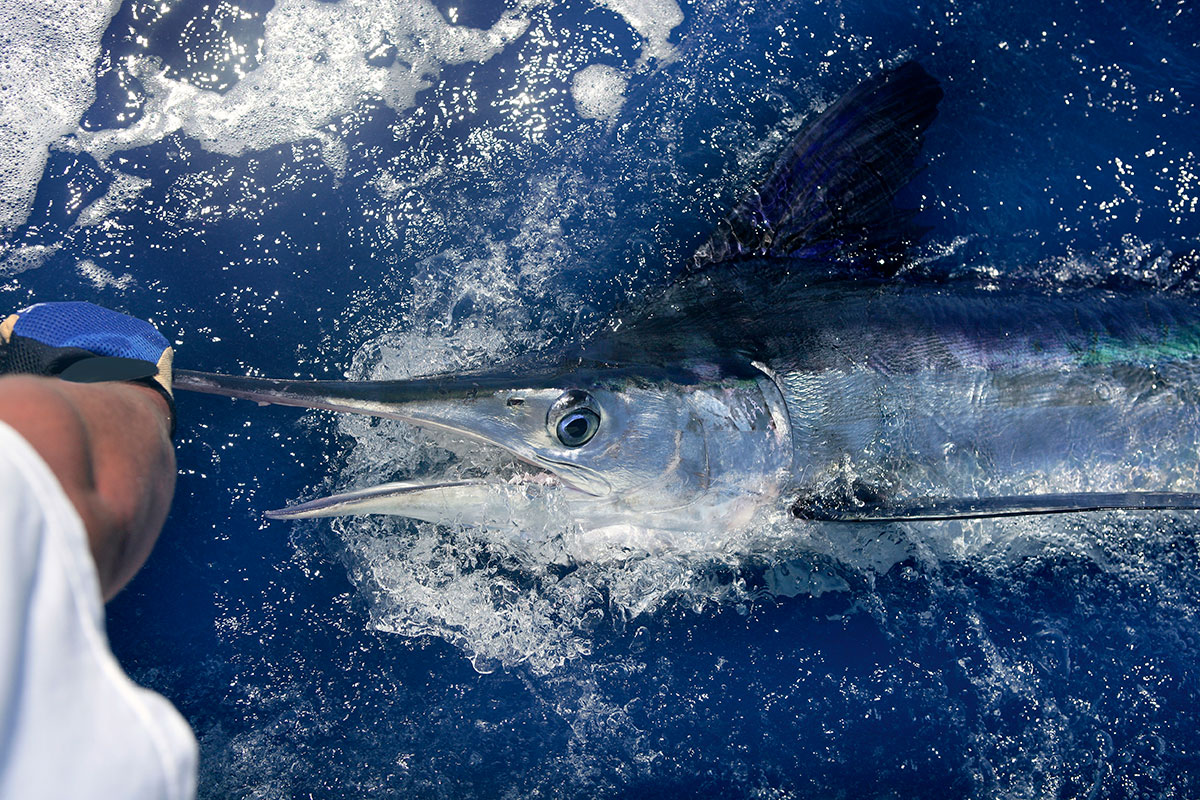 Angler reeling in a Blue Marlin off Madeira's coast
