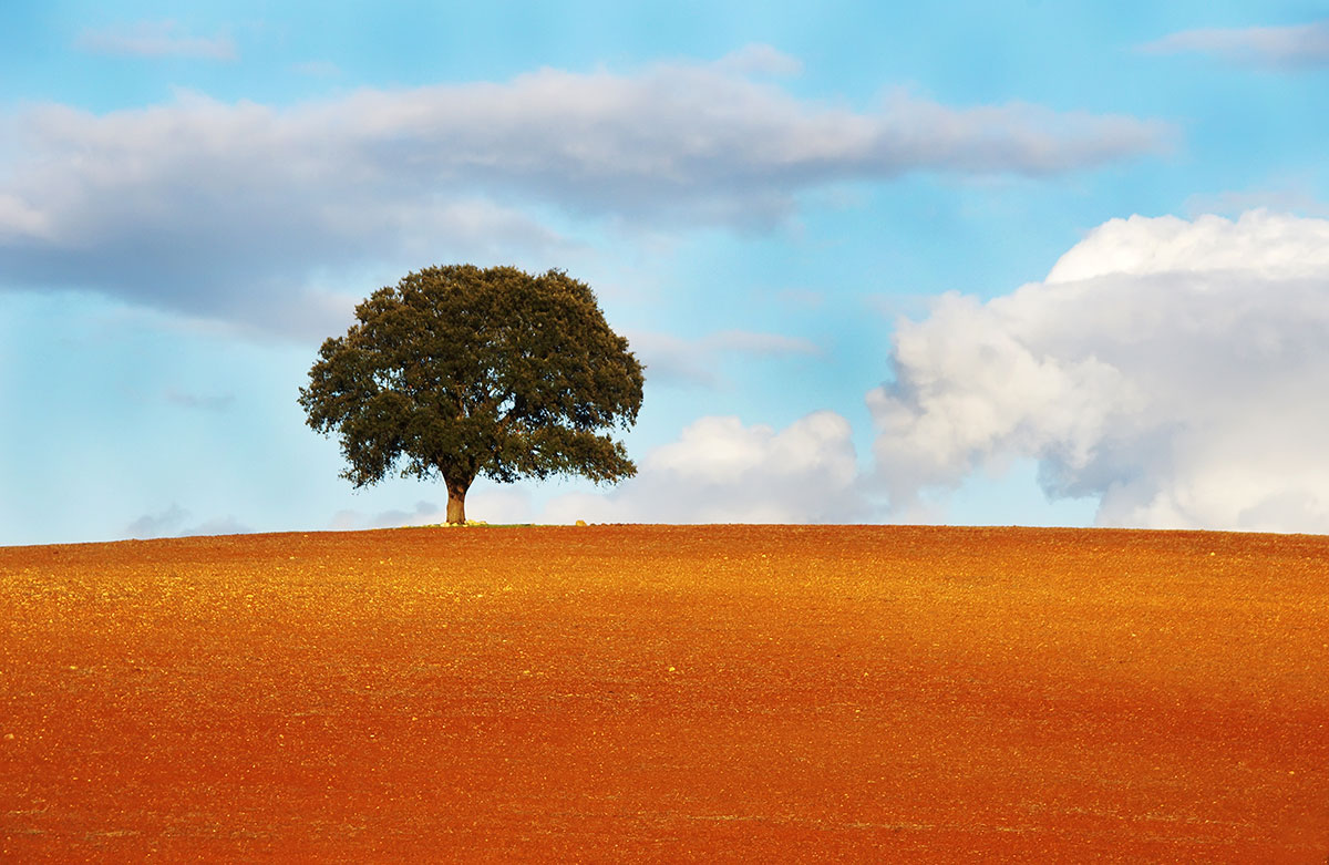 Lone tree standing in a vast golden field in the Alentejo region, Portugal
