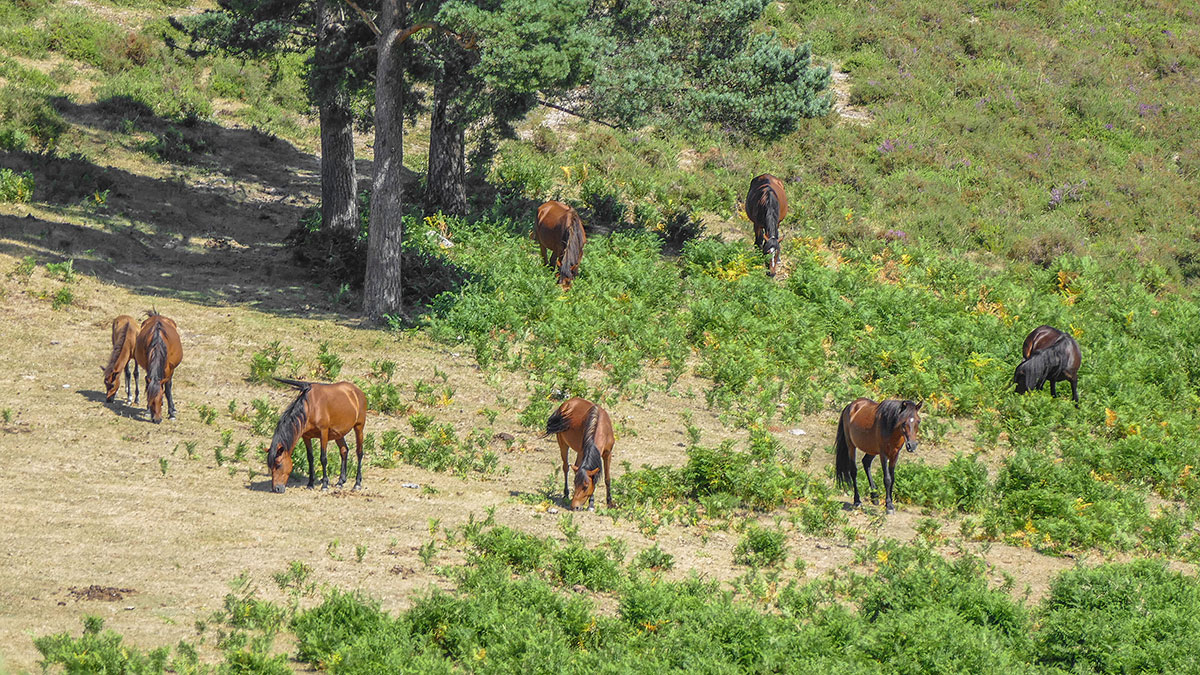 Garrano horses grazing in the wild landscapes of Peneda-Gerês.
