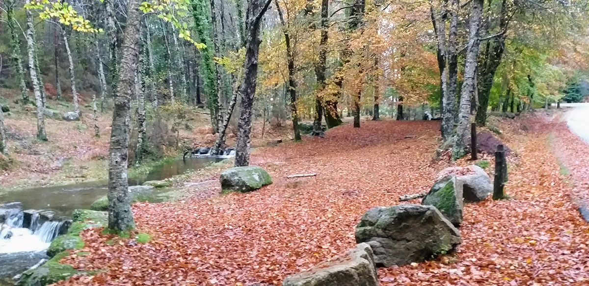 A hiker traversing a trail surrounded by lush greenery in Peneda-Gerês.