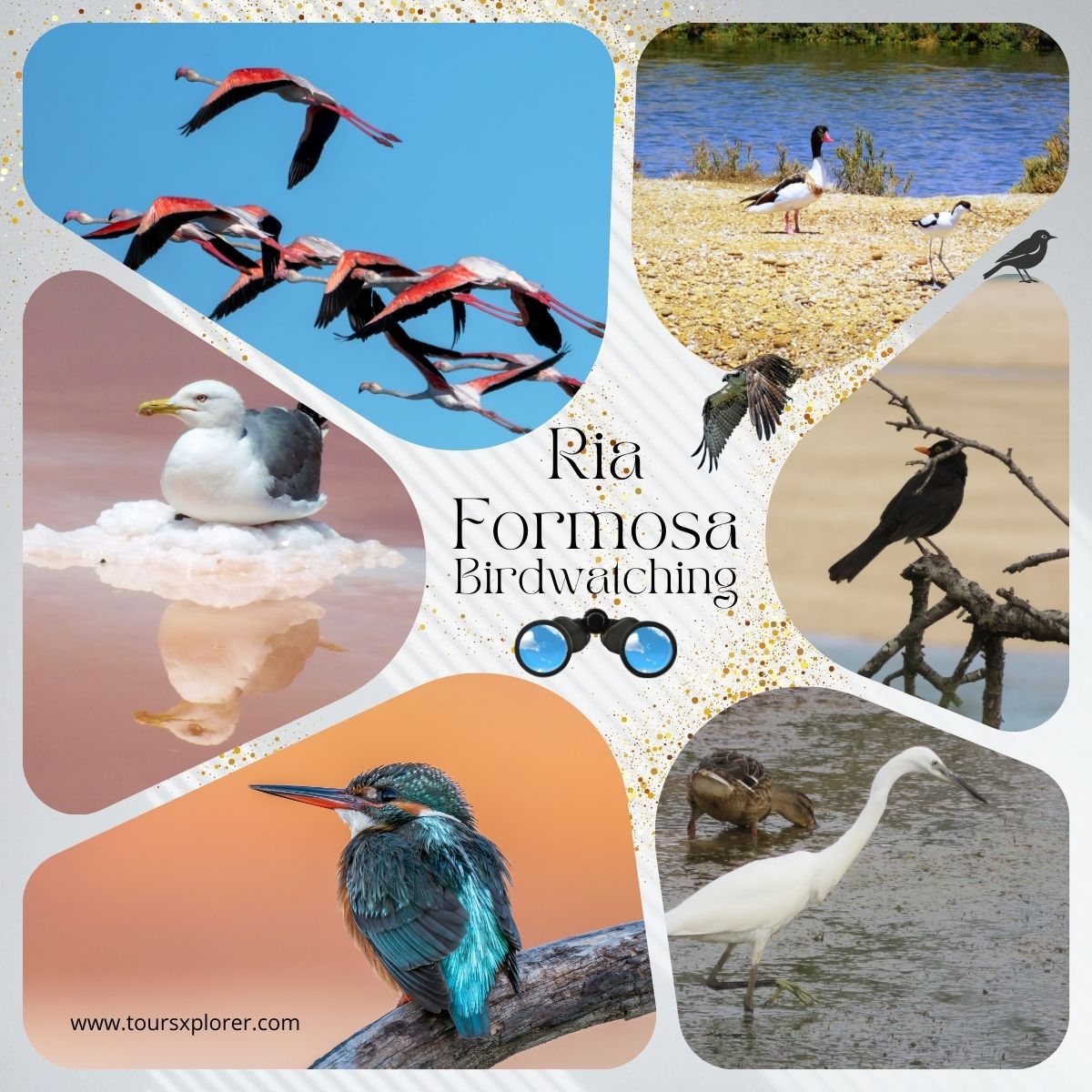 Observing flamingos and other bird species in the wetlands of Ria Formosa.