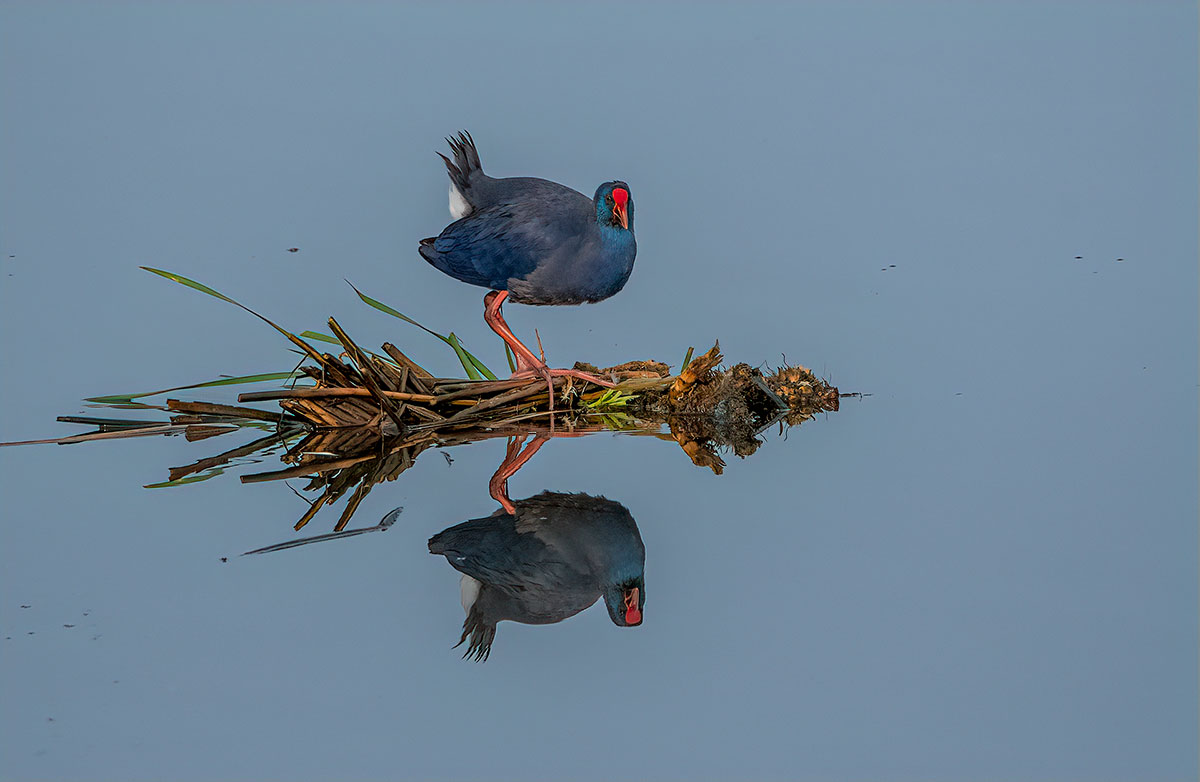 Purple Swamphen (Caimão) standing gracefully in Ria Formosa’s calm waters at sunset, with a perfect mirror reflection and warm golden hues.
