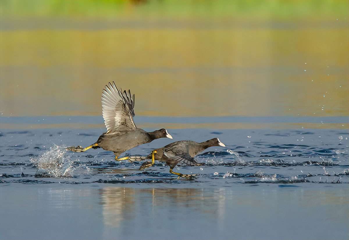 Two Galeirões (Common Coots) sprinting across the shimmering water surface in Ludo, Faro, during a breathtaking Ria Formosa sunset.