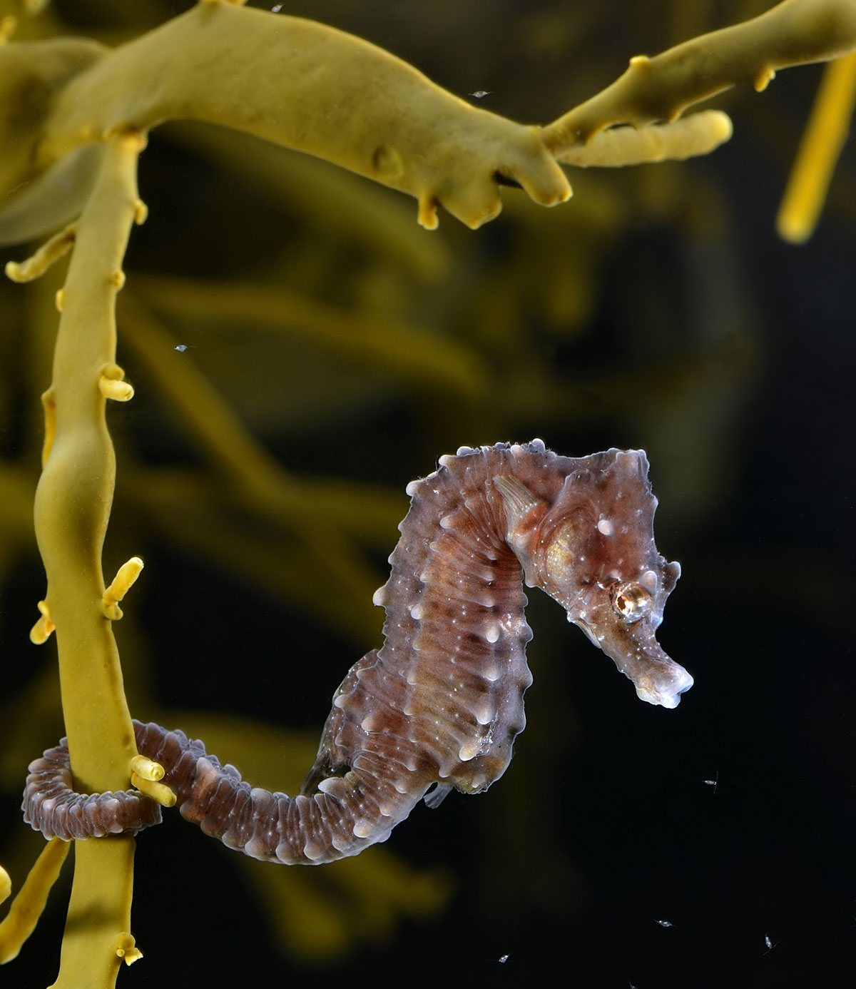 Snorkelers exploring the vibrant underwater world of Ria Formosa, swimming among seagrass meadows, colorful fish, and crystal-clear waters.