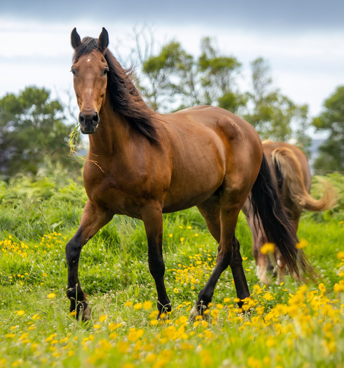 Lusitano horse galloping through a meadow in Portugal.