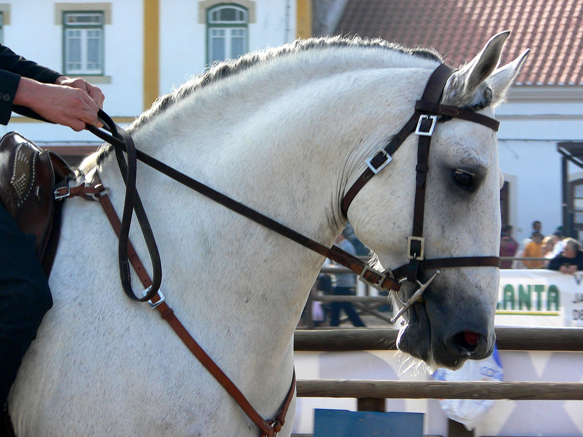 Close-up of the head of a Lusitano horse, showcasing its noble profile, intelligent eye, and refined features.