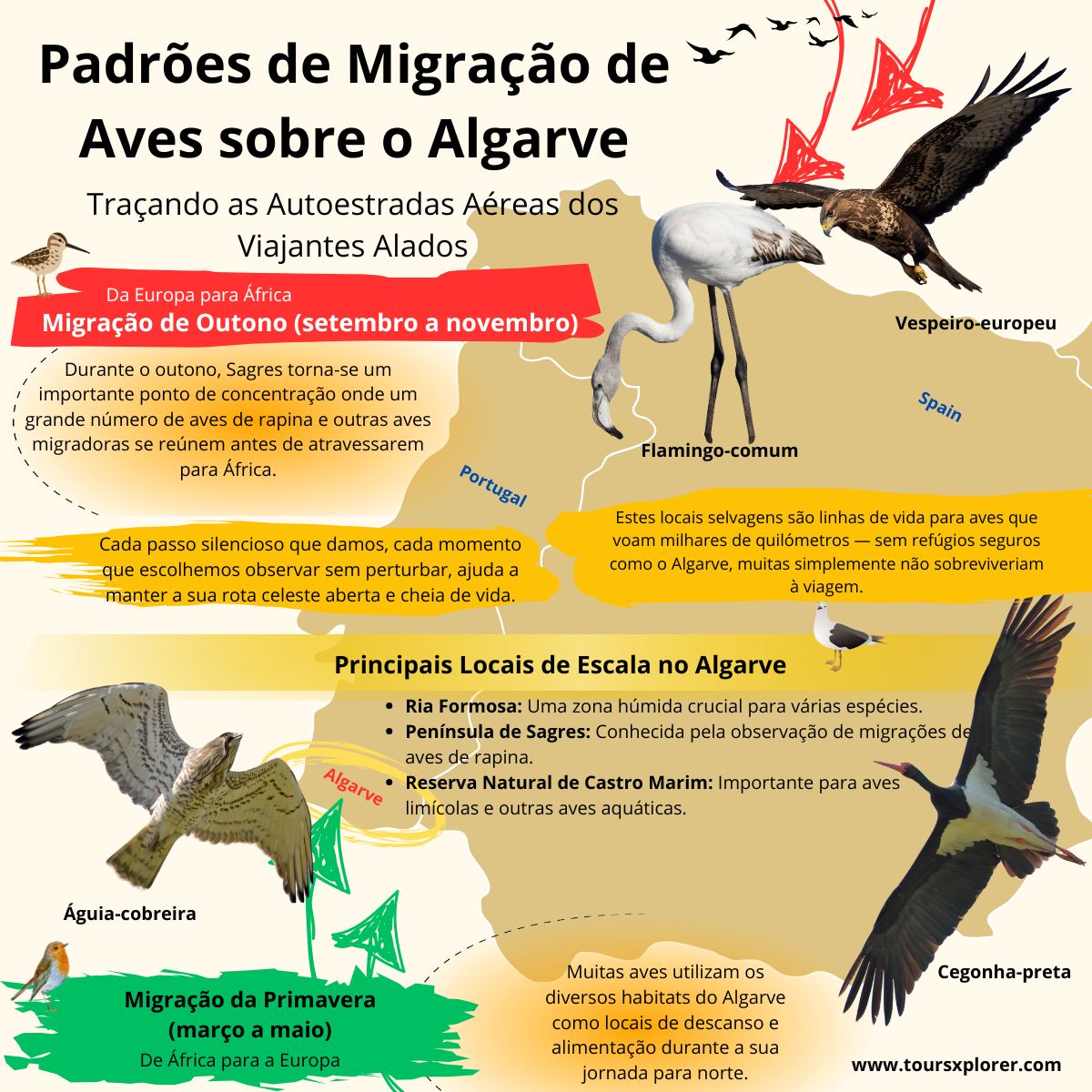 Infografia ilustrativa das rotas migratórias das aves na região do Algarve.