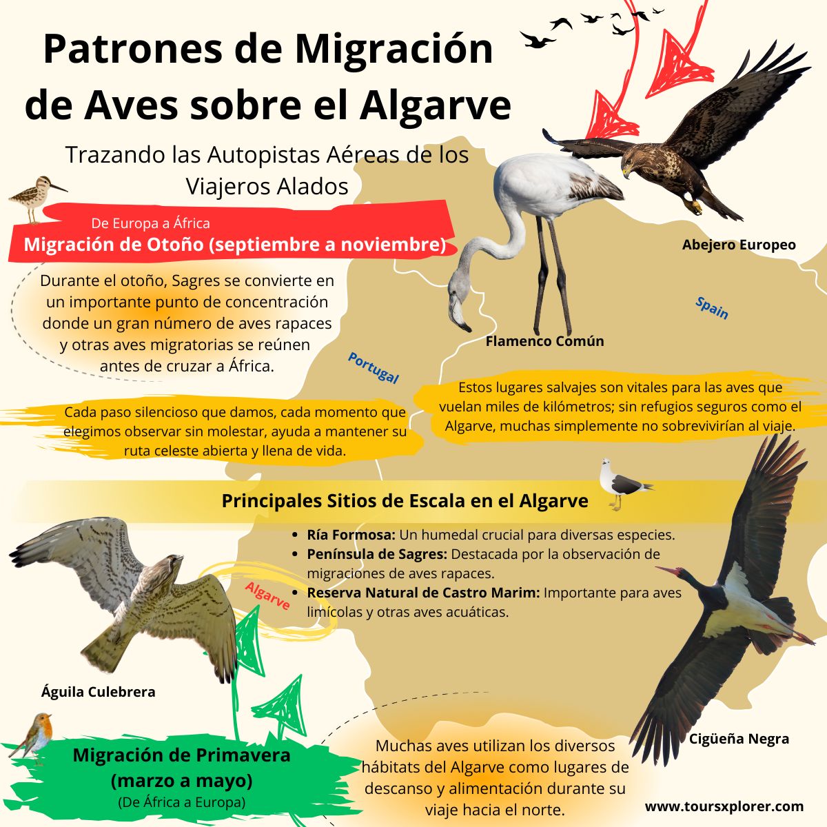 Infografía que ilustra las rutas migratorias de las aves en la región del Algarve.