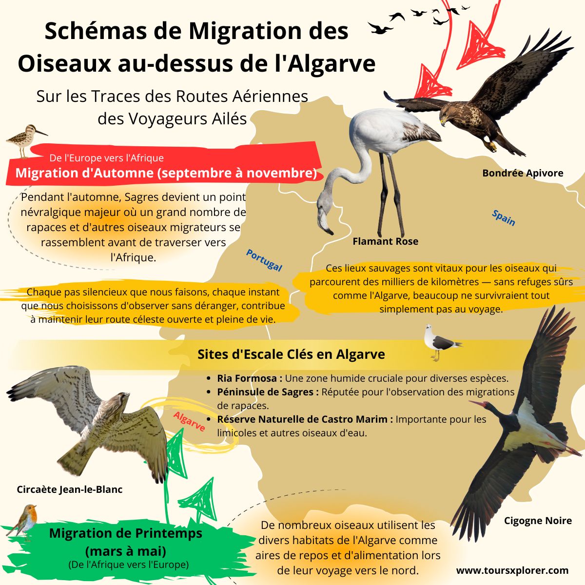 Infographie illustrant les routes migratoires des oiseaux dans la région de l'Algarve.