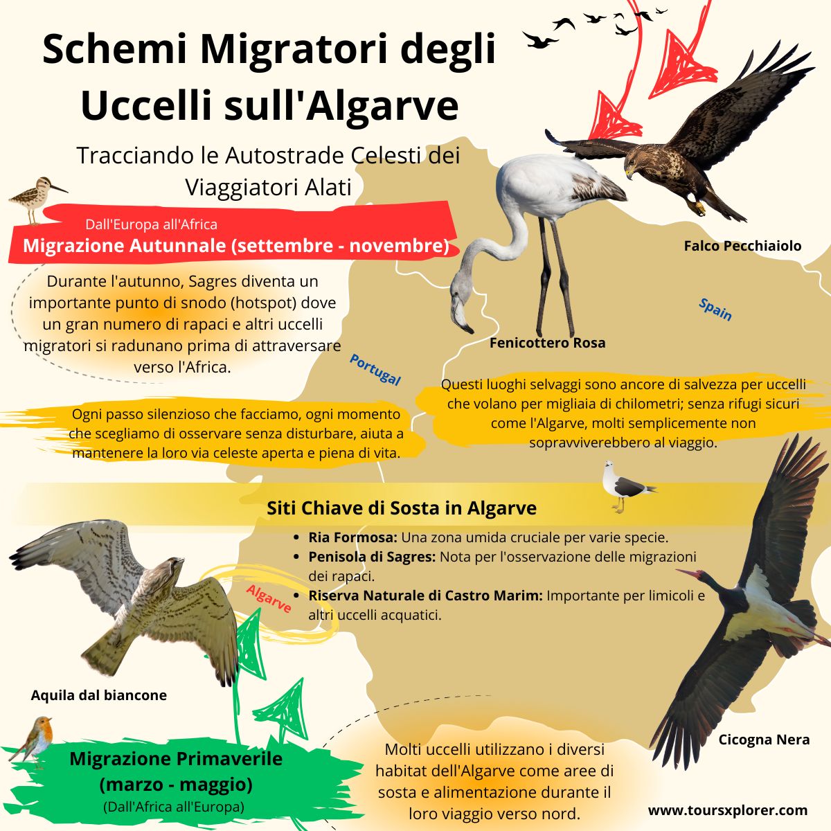 Infografica che illustra le rotte migratorie degli uccelli nella regione dell'Algarve.