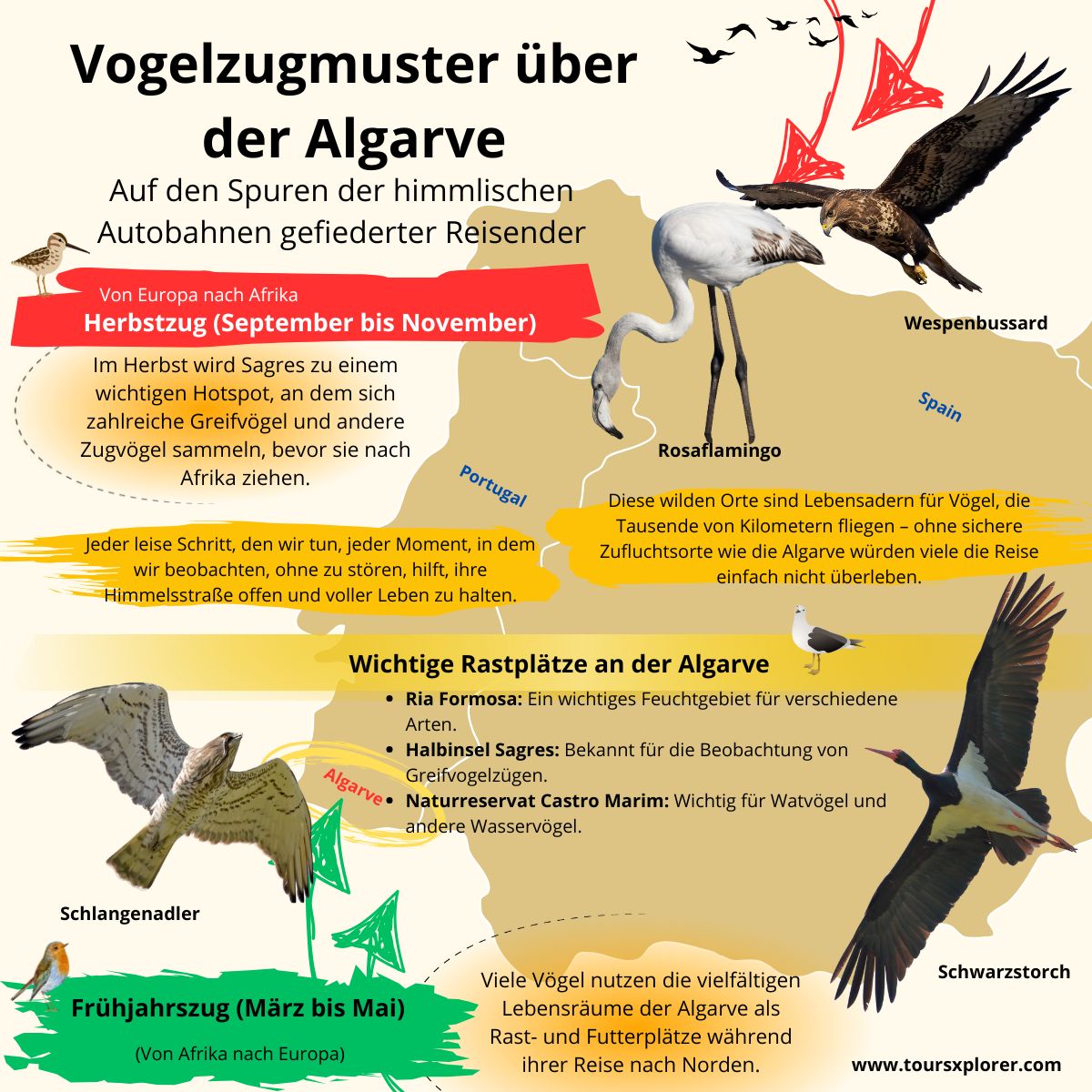 Infografik zur Veranschaulichung der Zugrouten von Vögeln über der Algarve-Region.