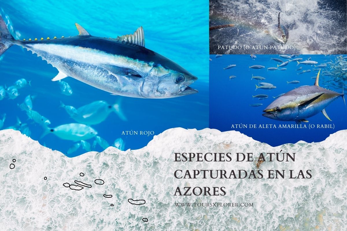 Variedad de especies de atún capturadas en las Azores.