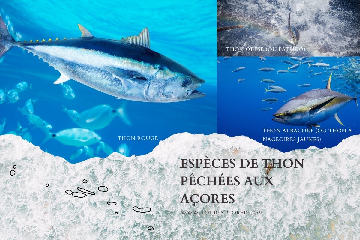 Variété d'espèces de thon pêchées aux Açores.