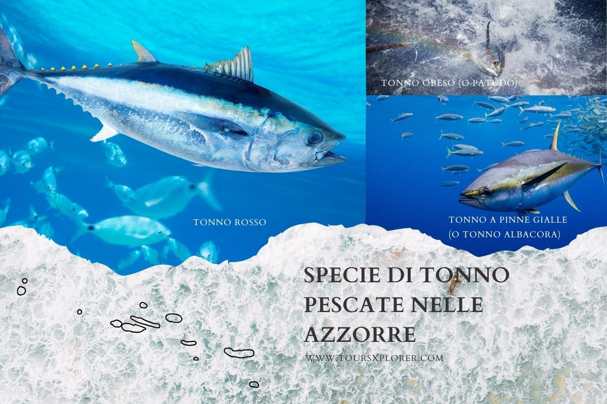 Varietà di specie di tonno pescate nelle Azzorre.
