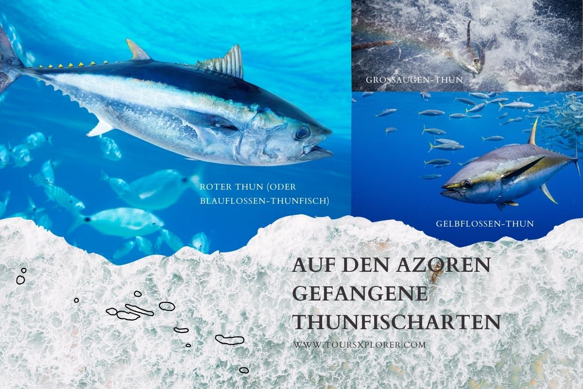 Verschiedene Thunfischarten, die auf den Azoren gefangen werden.