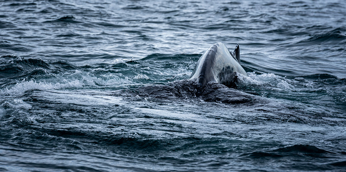 Sperm whale breaching the water near Terceira Island.