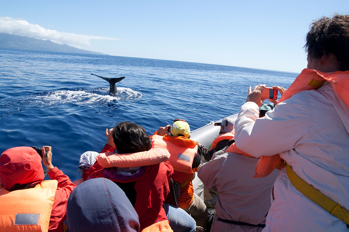 Whale breaching near a tour boat in the Azores