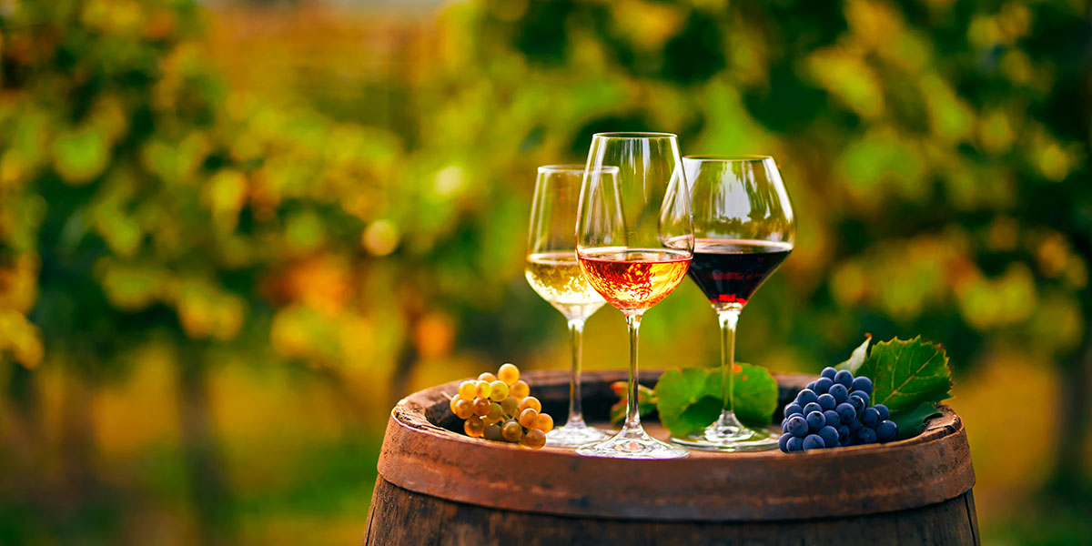 A close-up of red and white wine glasses during a vineyard tasting session in Alentejo.