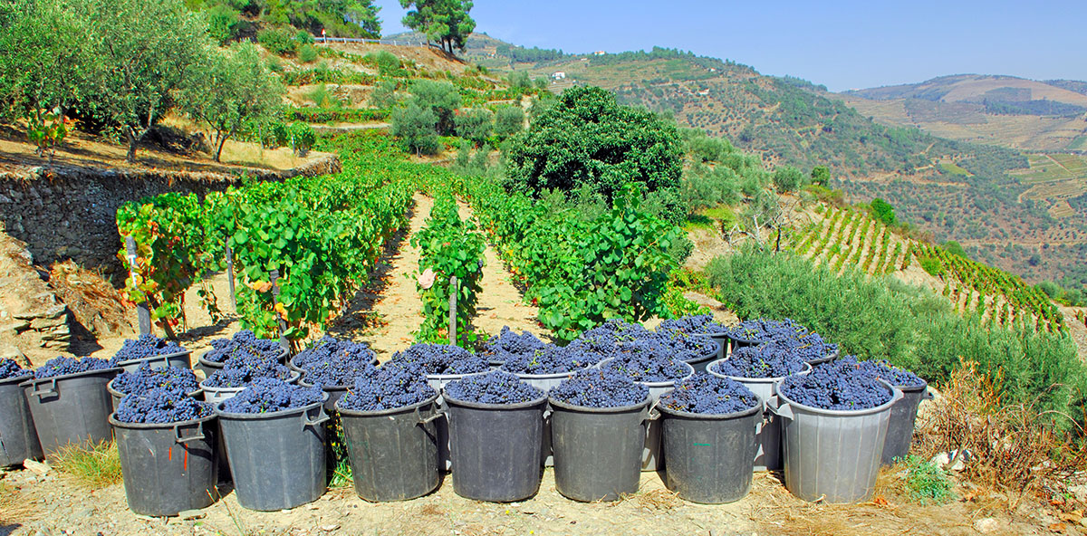 Workers harvesting grapes in the terraced vineyards of the Douro Valley