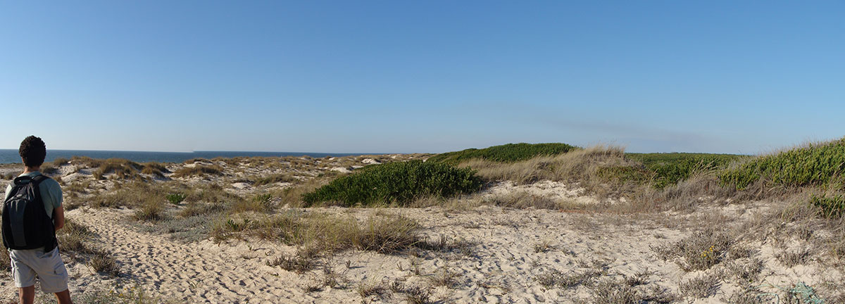 Wooden pathway leading through the São Jacinto Dunes Natural Reserve in Portugal.
