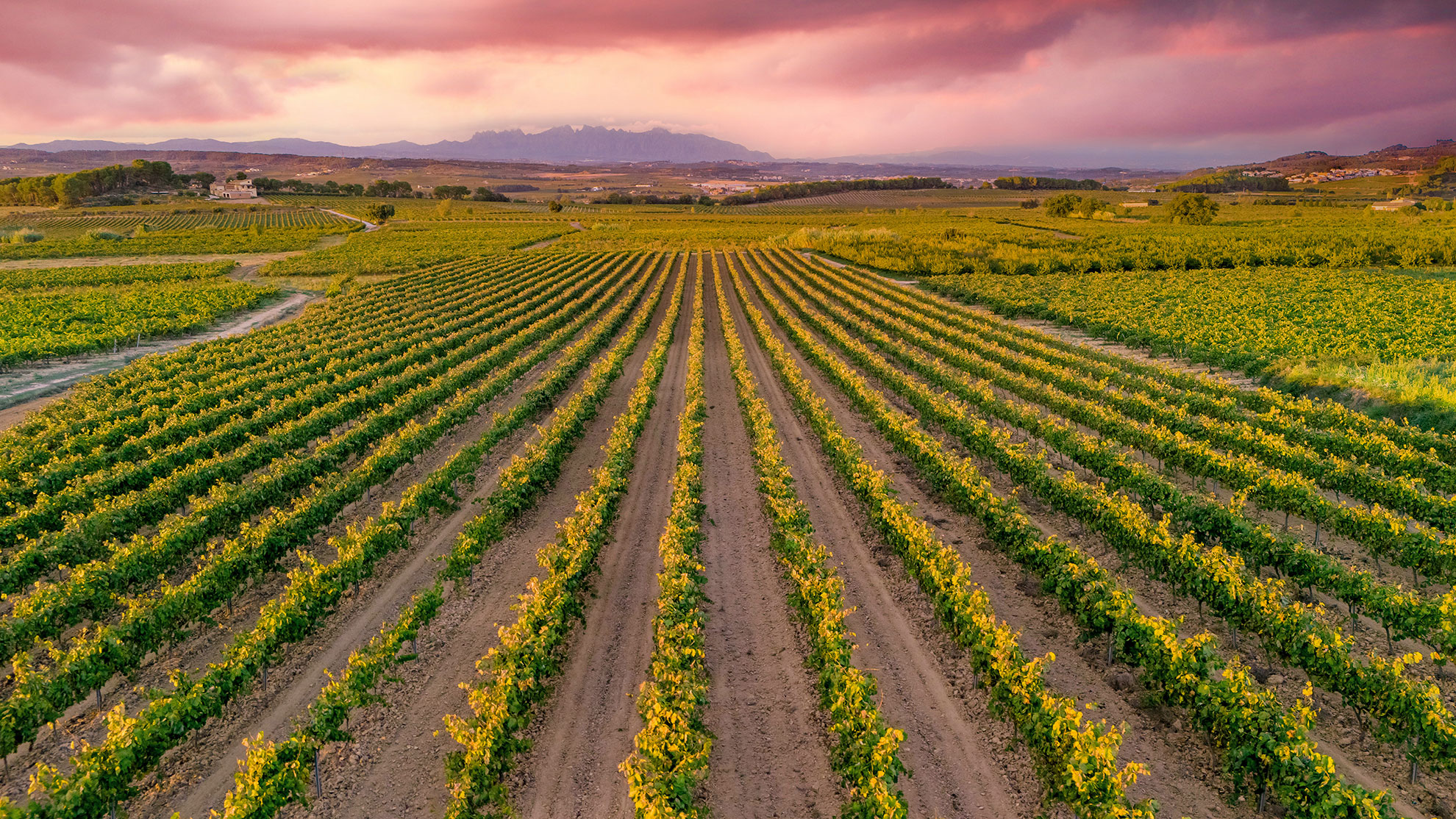 This photo captures a beautiful vineyard in the Penedès wine region of Catalonia, Spain. The neat rows of vines stretch across the landscape, bathed in warm sunlight